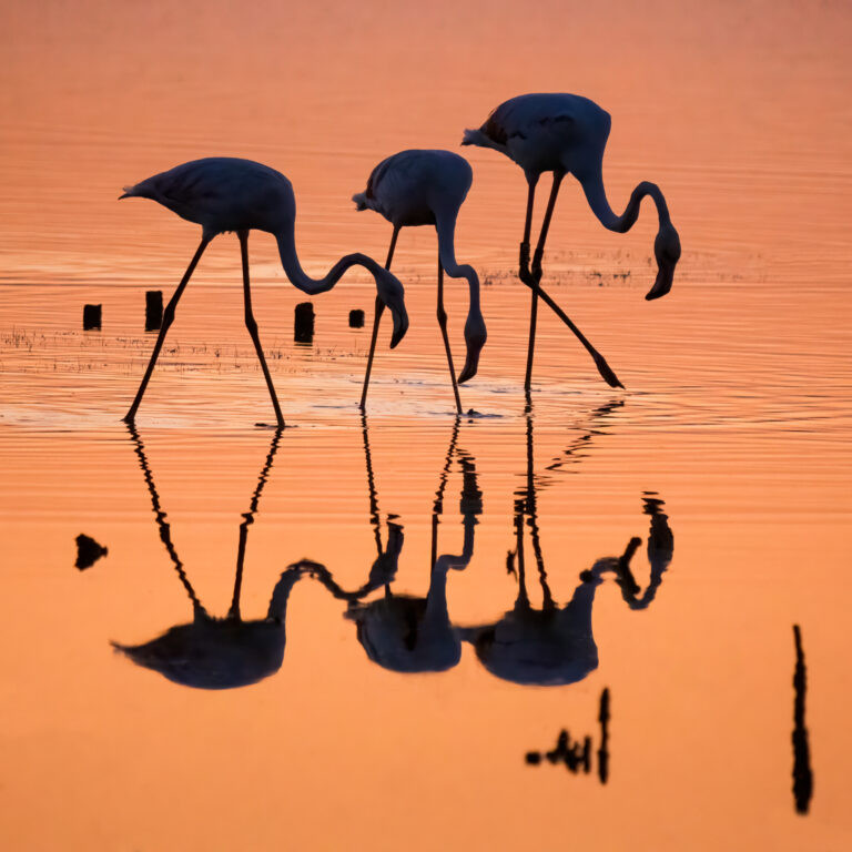 Flamingos shadows trio at Vaccarès pond in Camargue, France.