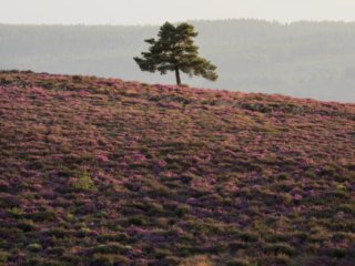 Pine tree in the Ardeche mounts, France