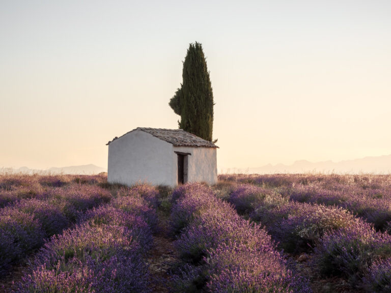 Casita y su árbol entre la lavanda con la luz de la mañana. Valensole, Francia.