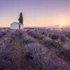 Little house and the tree in lavander at sunrise. Valensole, France