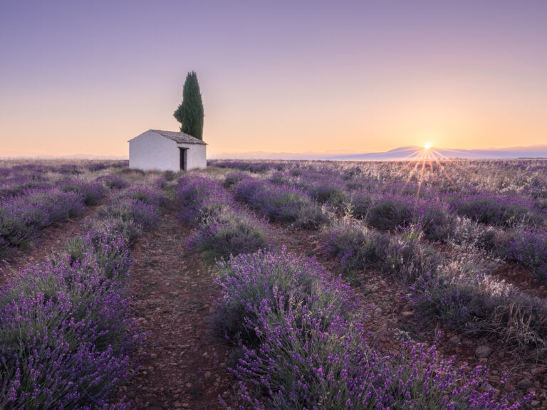Casita y su árbol entre la lavanda al amanecer. Valensole, Francia.