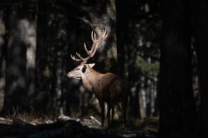 Deer in the forest, Rambouillet, France.
