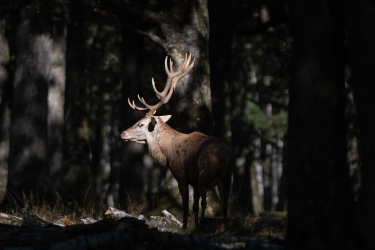 Deer in the forest, Rambouillet, France.