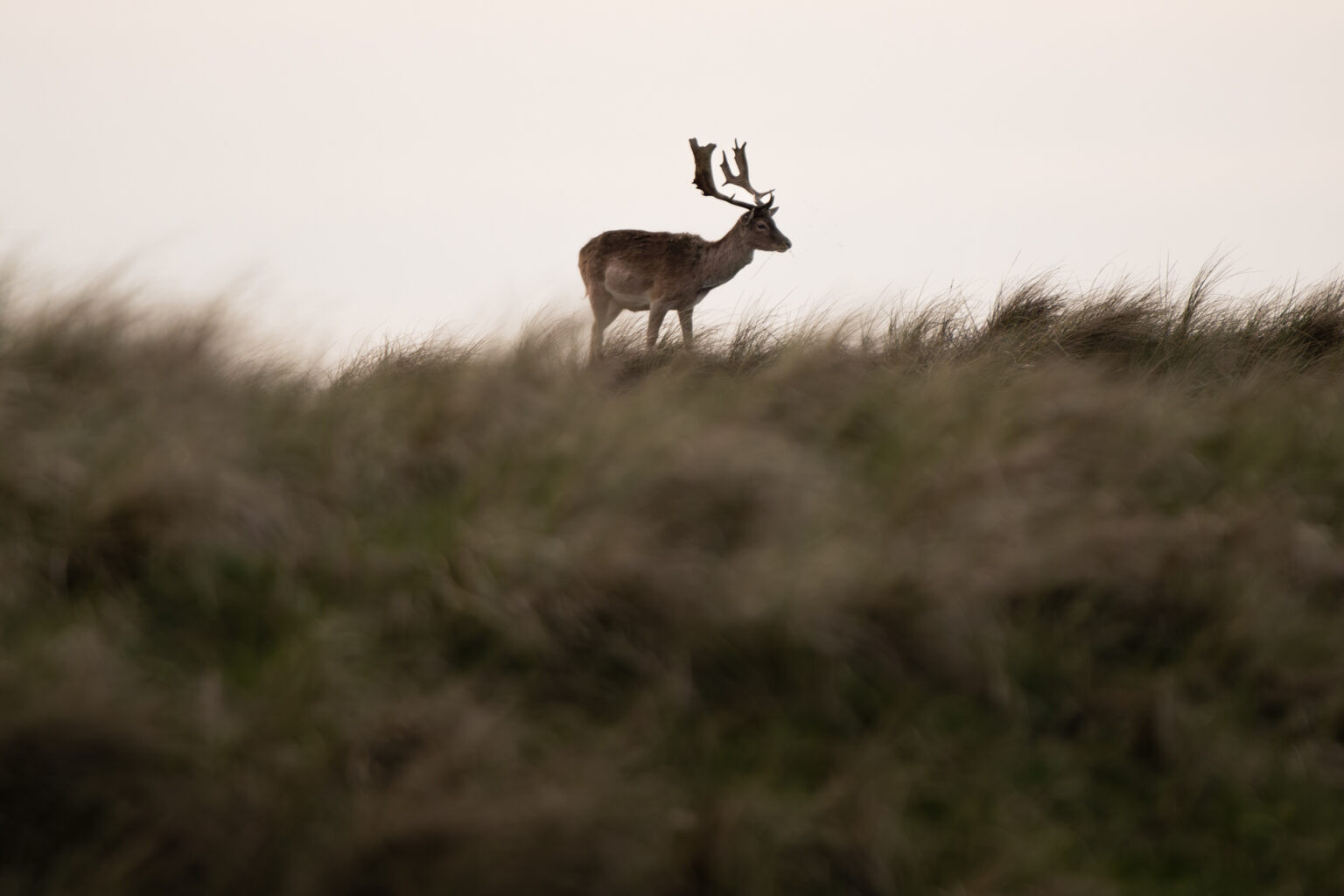 Fallow deer standing on a dune crest, Amsterdamse Waterleidingduinen, Netherlands.