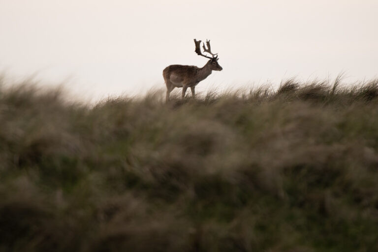 Fallow deer standing on a dune crest, Amsterdamse Waterleidingduinen, Netherlands.