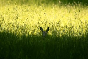 Deer lying in grass