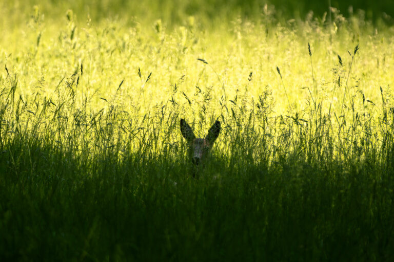 Roe deer lying in the grass, Rambouillet, France.
