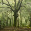 Oak tree in the Stangala forest, Quimper, France.
