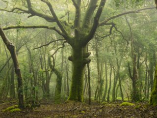 Oak tree in the Stangala forest, Quimper, France.
