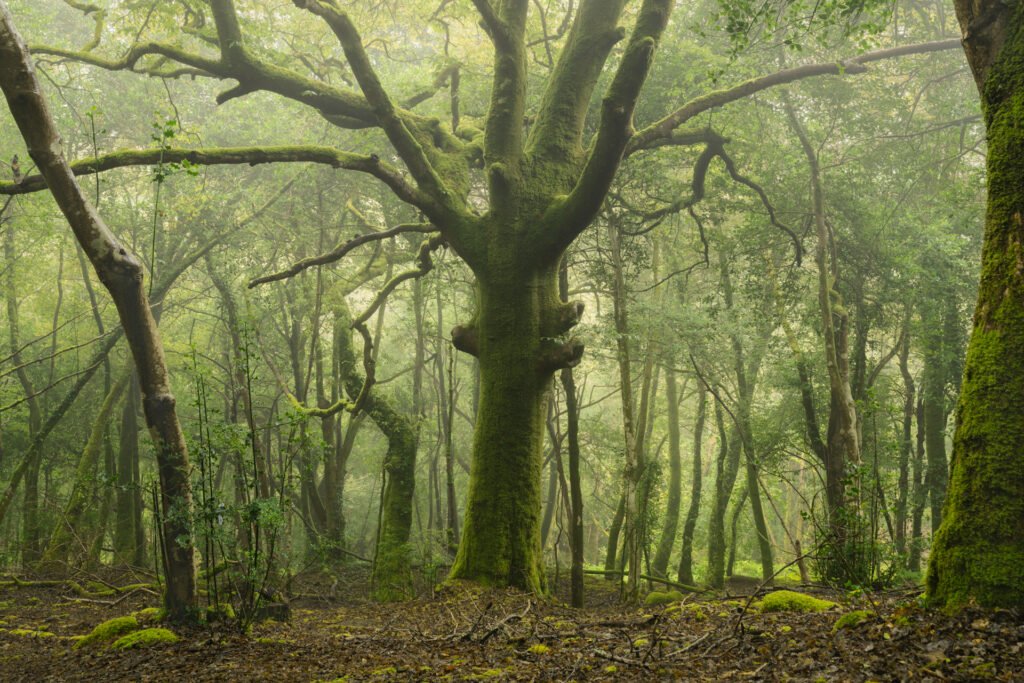 Oak tree in the Stangala forest, Quimper, France.