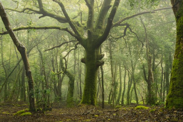 Oak tree in the Stangala forest, Quimper, France.