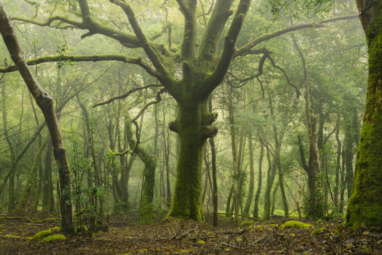Oak tree in the Stangala forest, Quimper, France.