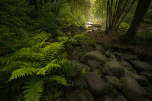 Gorges du Stangala, Quimper, France.