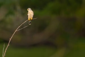 Kestrel perched on a branch, Rennemoulin, France.