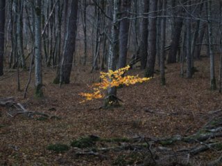 Forest of Rambouillet at autumn, Gambais, France.