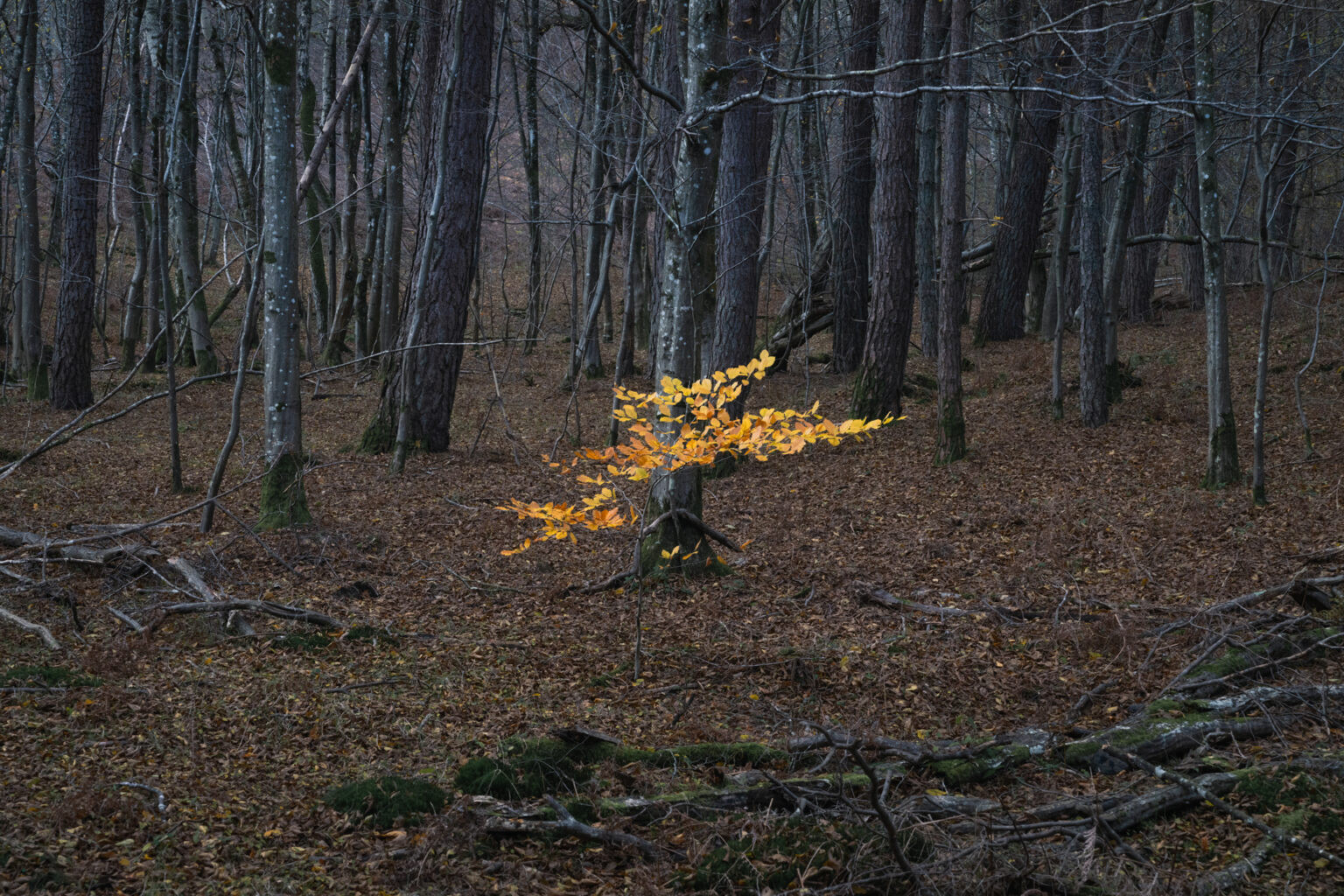 Forêt de Rambouillet en automne, Gambais, France.