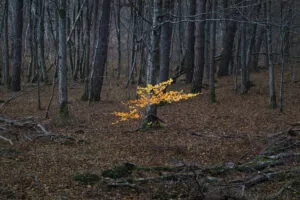 Forest of Rambouillet, Gambais, France.