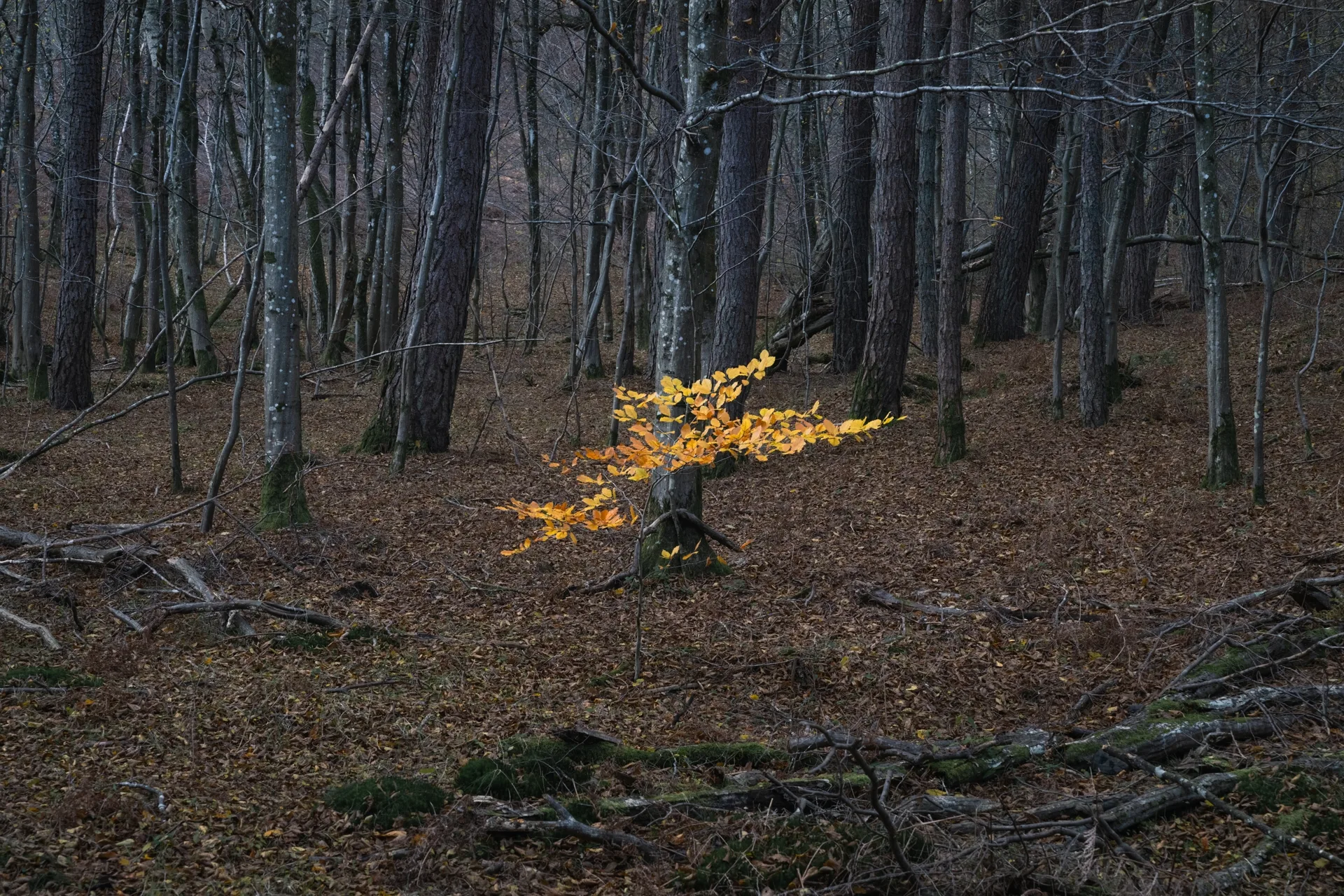 Forest of Rambouillet, Gambais, France.