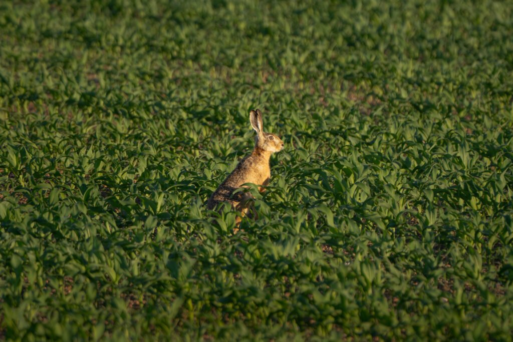 Hare in the fields, Andelu, France.