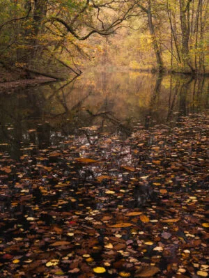 Etang du fer à cheval, Versailles, France.