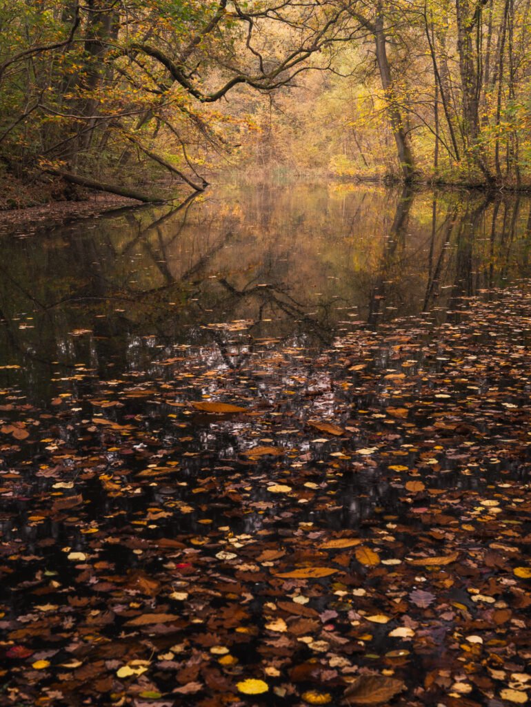 Etang du fer à cheval, Versailles, France.