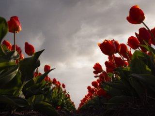 Red tulip fields, Lisse, Netherlands.
