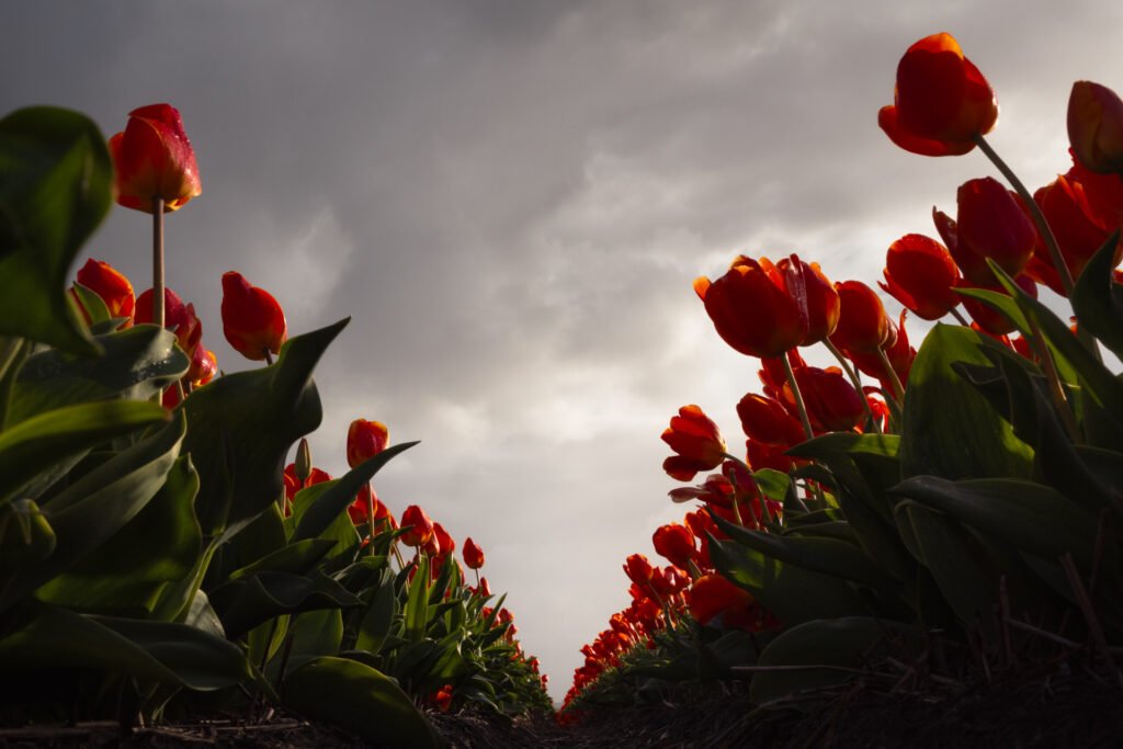 Red tulip fields, Lisse, Netherlands.
