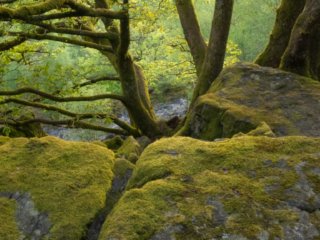 Forest of Montherm&eacute;, France.