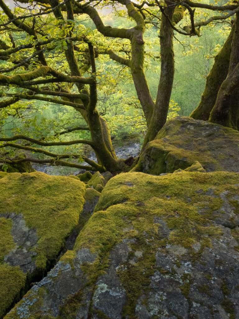 Forest of Monthermé, France.