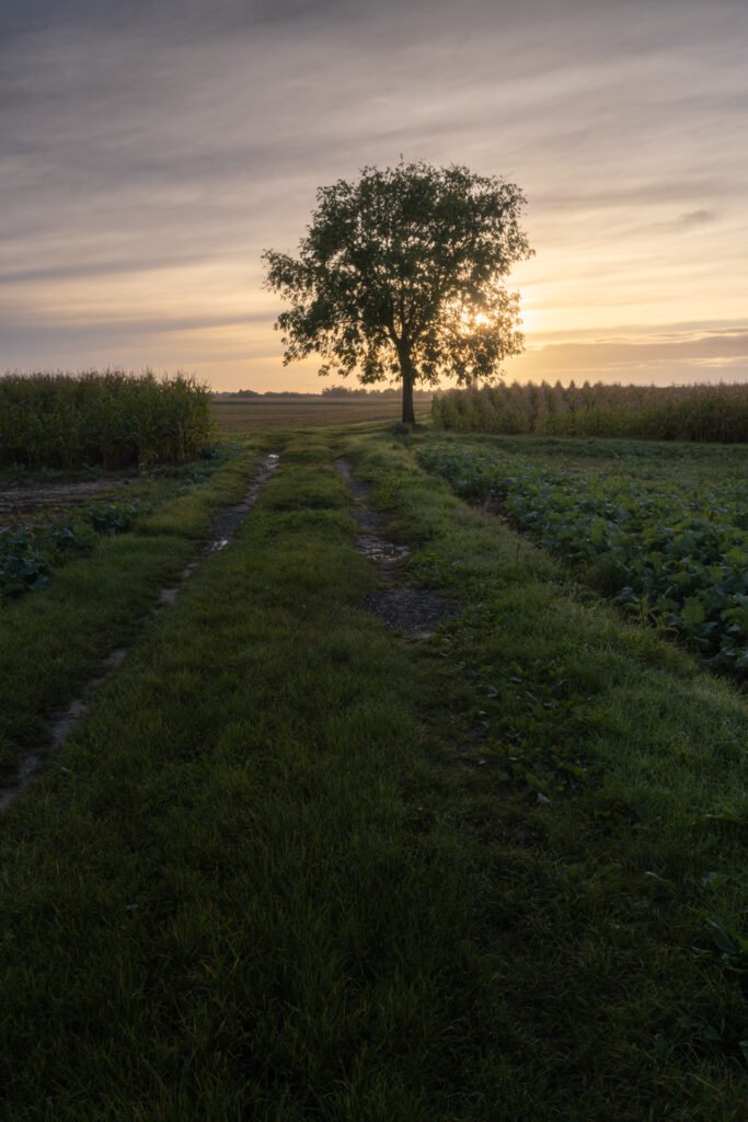 Sunrise on fields at Magny-les-hameaux, France.