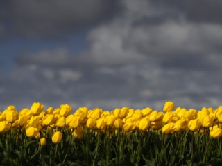 Yellow tulip fields, Lisse, Netherlands.