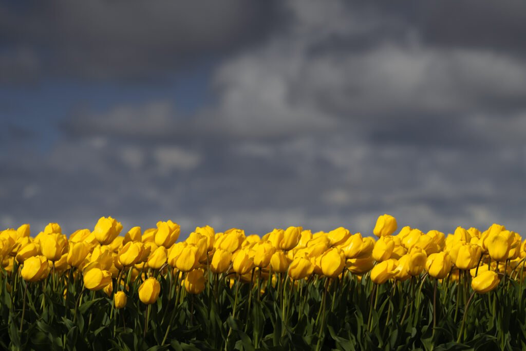 Yellow tulip fields, Lisse, Netherlands.