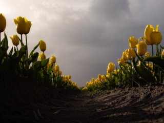 Yellow tulip fields, Lisse, Netherlands.