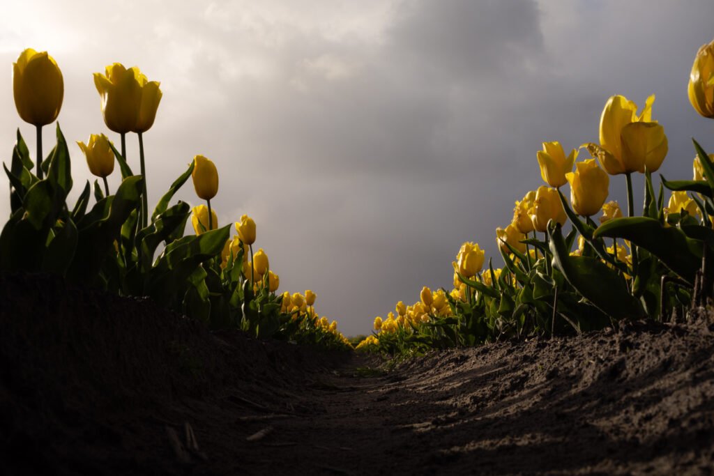 Yellow tulip fields, Lisse, Netherlands.