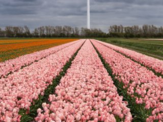 Tulip fields, Sint Maarten, Netherlands.