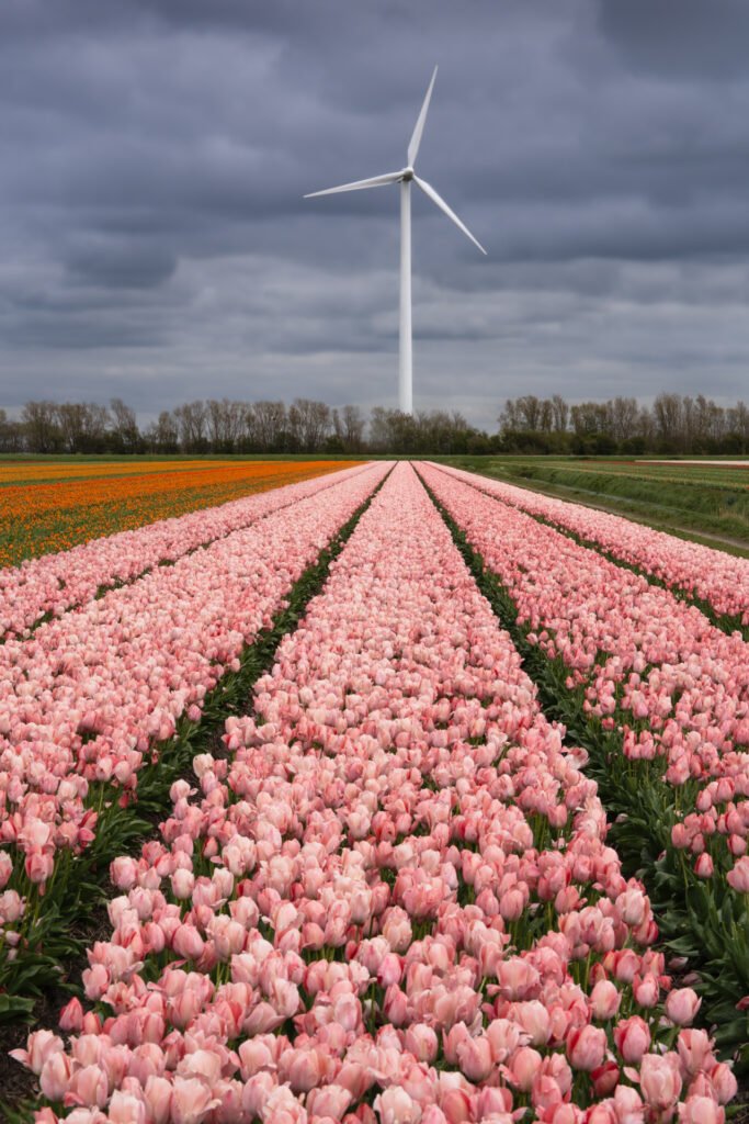 Tulip fields, Sint Maarten, Netherlands.