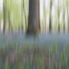 Bluebells blurred with ICM at spring, Rambouillet forest, France.