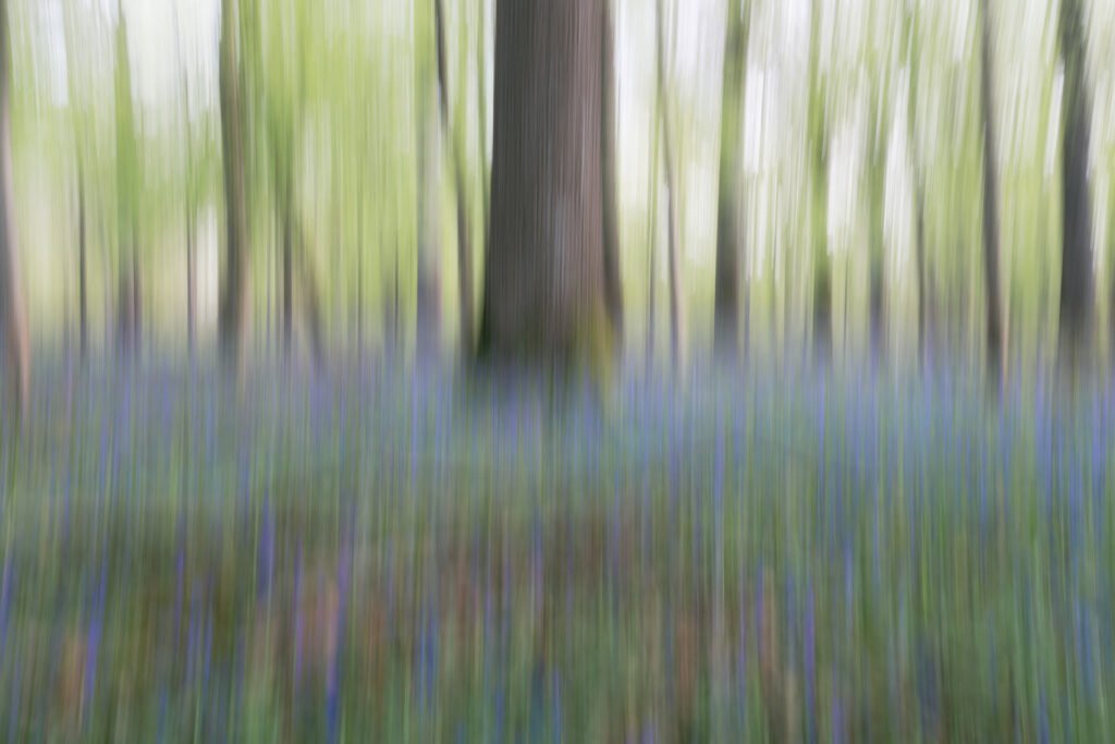 Bluebells blurred with ICM at spring, Rambouillet forest, France.