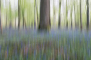 Bluebells blurred with ICM at spring, Rambouillet forest, France.