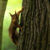 Squirrel in parc de Sceaux, France.