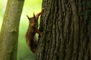 Squirrel in parc de Sceaux, France.