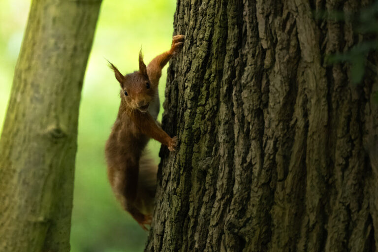 Squirrel in the Parc de Sceaux, France.