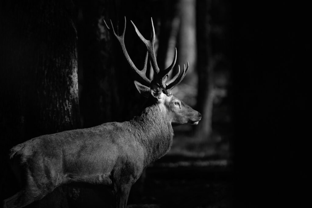 Deer in the Rambouillet forest, France.