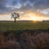 Lonely tree during sunrise at Les Mesnuls, France. ©Sebastien Kech / Skywaven Studios, 2026