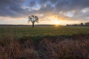 Lonely tree during sunrise at Les Mesnuls, France. ©Sebastien Kech / Skywaven Studios, 2026