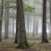 Forest in the mist in Rambouillet, France.