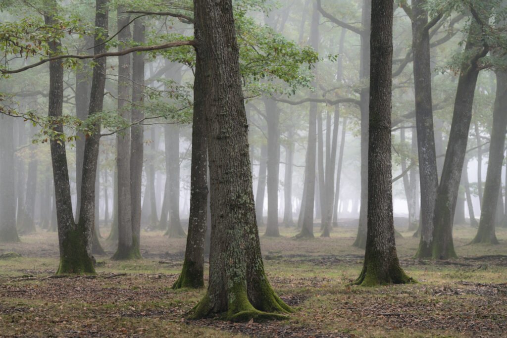 Forest in the mist in Rambouillet, France.