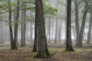 Forest in the mist in Rambouillet, France.