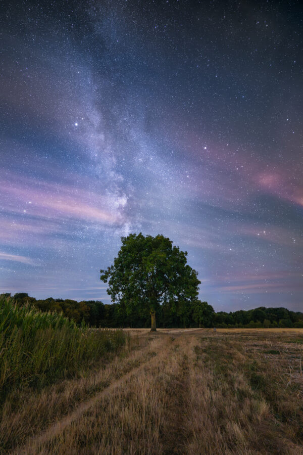 Der Baum und die Milchstraße, Magny-les-Hameaux, Frankreich.