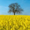 Lone tree in rapeseed field at Vert-Le-Grand, France.